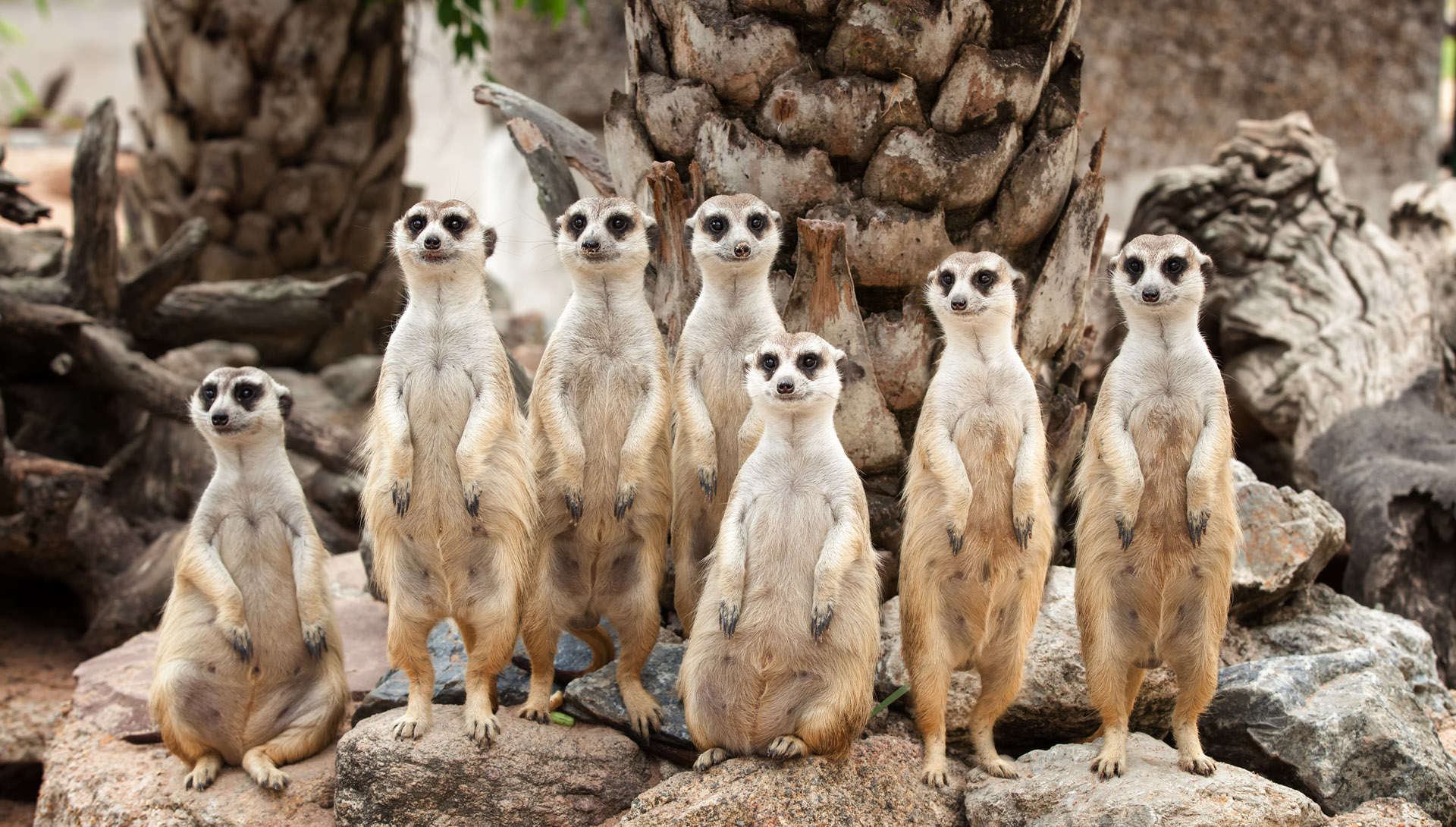 Erdmännchen im südlichen Afrika. Exklusive Afrika Reise und maßgeschneiderte Privatreise im südlichen Afrika mit persönlicher Betreuung durch SALT Concepts.