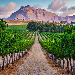 Cape Winelands als exklusive Location für MICE Südafrika und Firmenreise Kapstadt