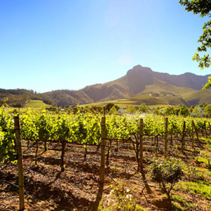 Weingut in Stellenbosch für exklusive Firmenreisen und Incentive Reisen in Südafrika