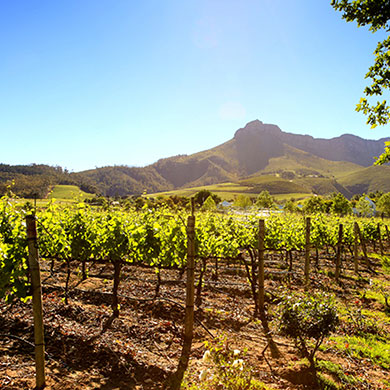 Weingut in Stellenbosch für exklusive Firmenreisen und Incentive Reisen in Südafrika