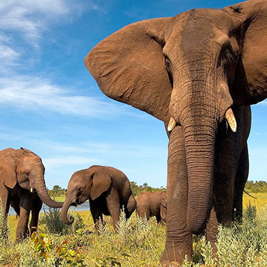 Elefanten auf Safari im Nationalpark als Teambuilding Event und Incentive Reise in Südafrika