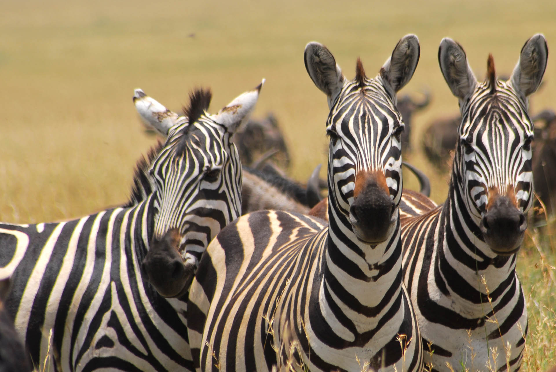 Zebraherde in der Savanne während einer Safari im südlichen Afrika
