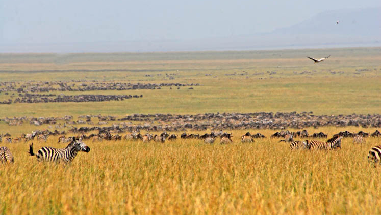 Zebraherde in der Serengeti in Tansania. Luxusreise Tansania und maßgeschneiderte Privatreise im südlichen Afrika mit persönlicher Betreuung durch SALT Concepts.