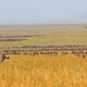 Zebraherde in der Serengeti in Tansania. Luxusreise Tansania und maßgeschneiderte Privatreise im südlichen Afrika mit persönlicher Betreuung durch SALT Concepts.